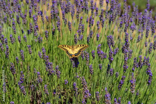 Machaon butterfly on lavender flowers