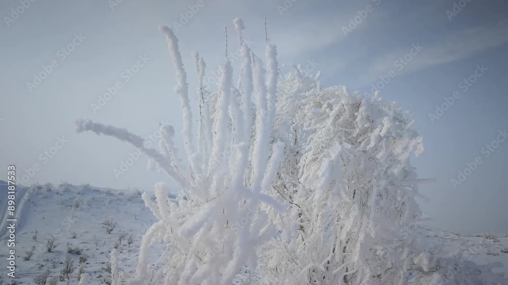 Close-up of beautiful rime in cold winter. Close-up of beautiful rime in cold winter.