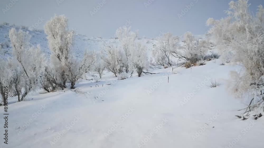 Close-up of beautiful rime in cold winter. Close-up of beautiful rime in cold winter.