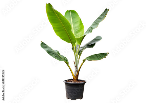 Potted banana plant isolated on a transparent or white background