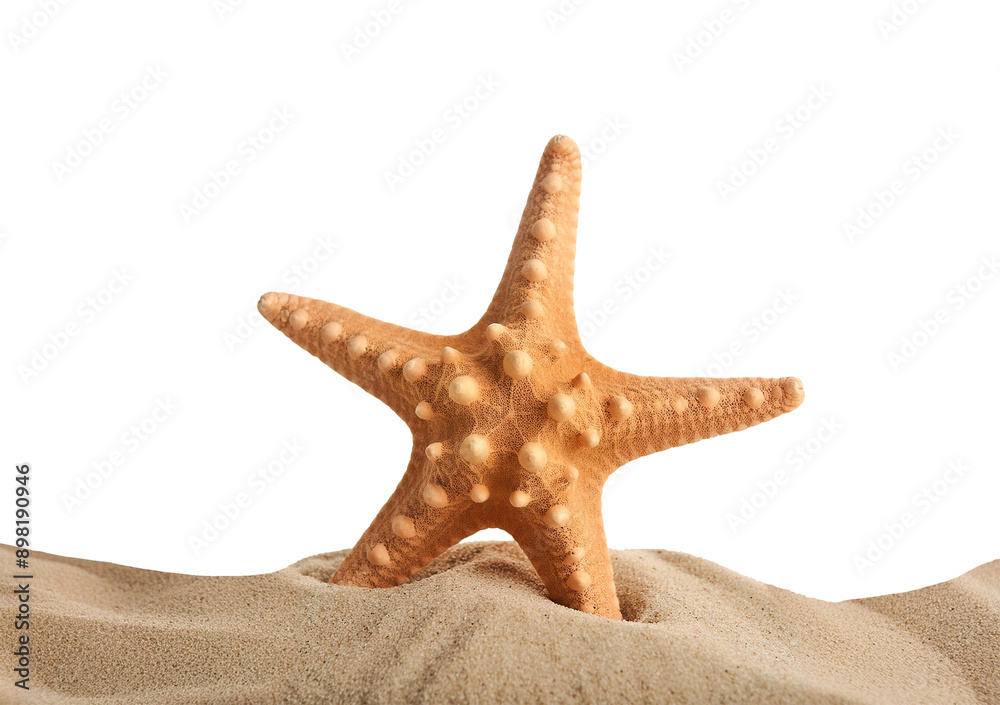starfish isolated on transparent or white background starfish isolated on transparent or white background