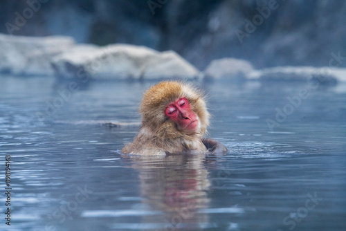 Snow monkey (Japanese Macaque) in a hot water, Nagano, Japan photo