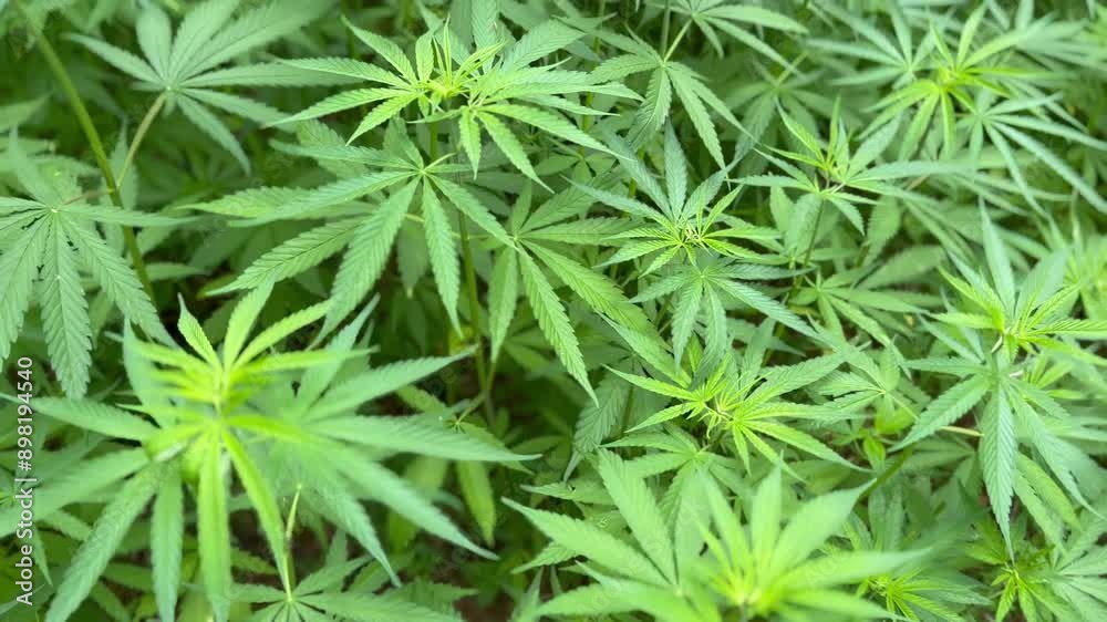 Farming marijuana Cannabis in the village. Farming marijuana Cannabis in the village.