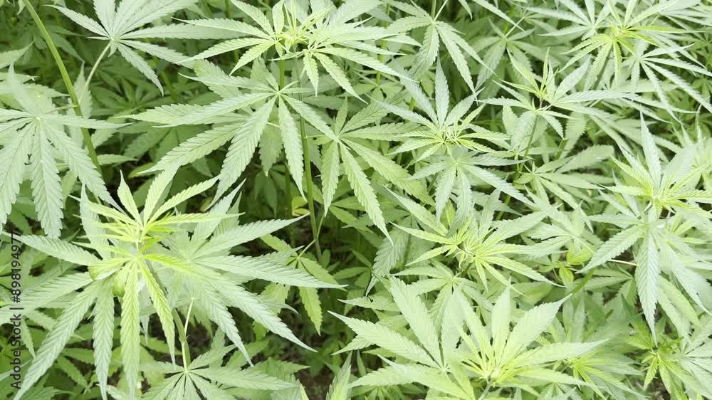 Farming marijuana Cannabis in the village. Farming marijuana Cannabis in the village.