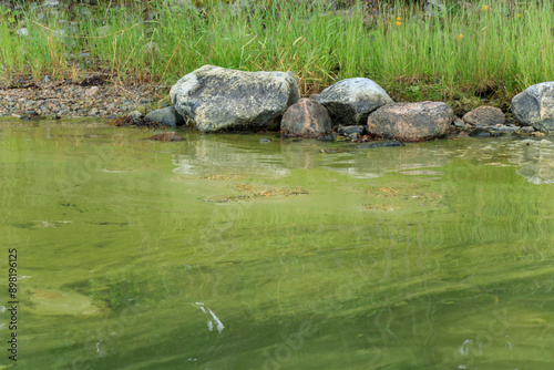 Green algae on the surface of the water in Baltic sea. Flowering water as background or texture. Cyanobacteria is world environmental problem.