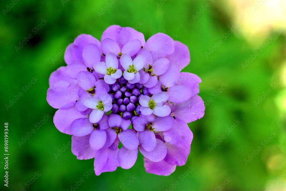 Nahaufnahme einer Doldigen Schleifenblume
