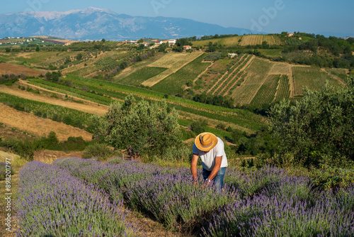 Abruzzo, farmer in lavender field, Maiella in background
