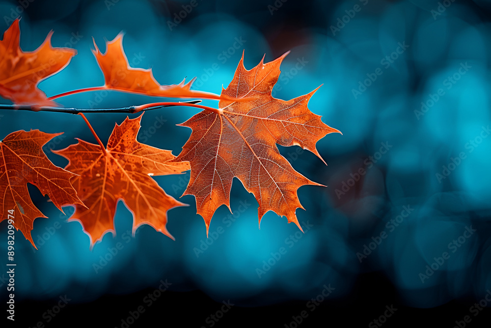 Fototapeta premium Branches with orange maple leaves on a blue background at night. Copy space.