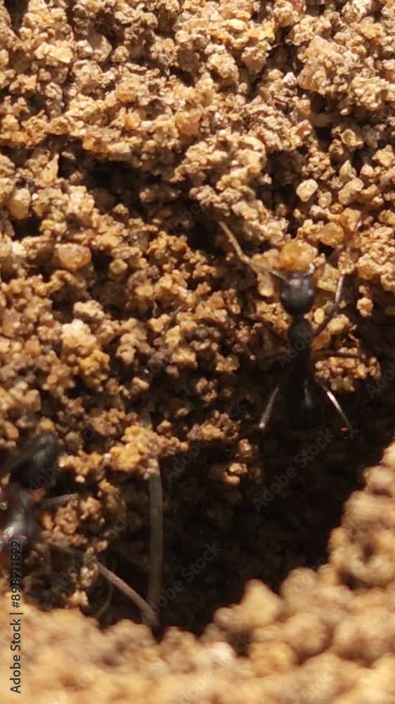 View Of Anthill With Indian Black Ants Working On Ground Nest, Insect Animal Wildlife View Of Anthill With Indian Black Ants Working On Ground Nest, Insect Animal Wildlife