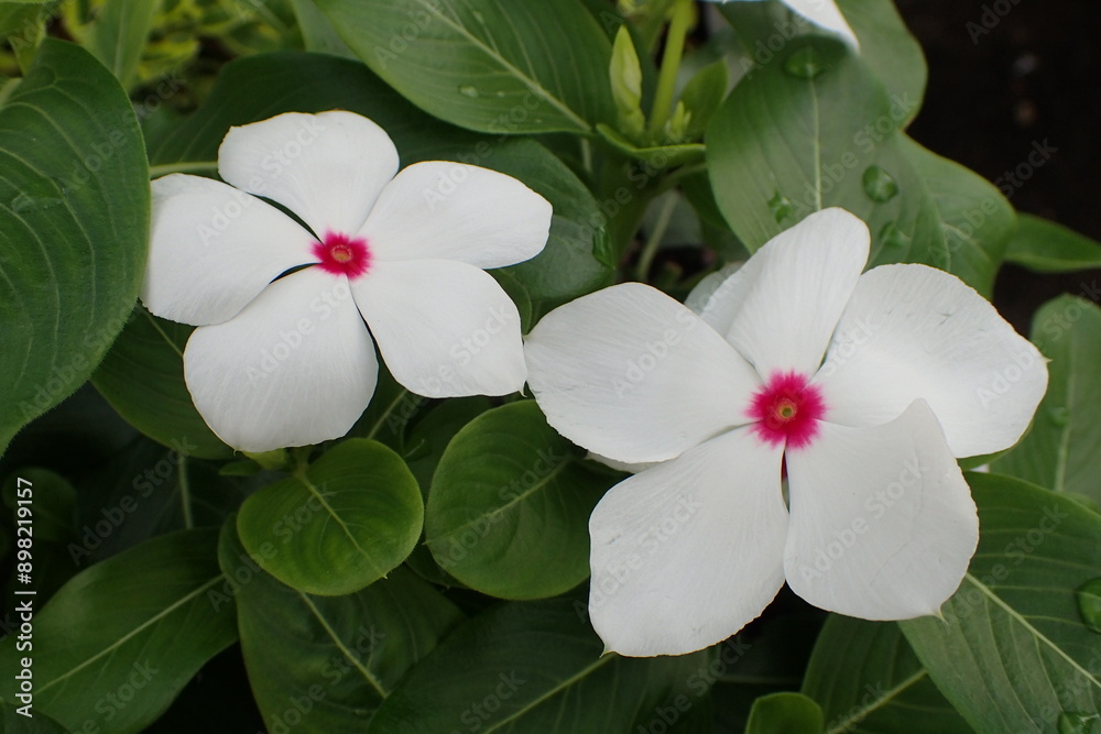 Obraz premium 白いニチニチソウの花 