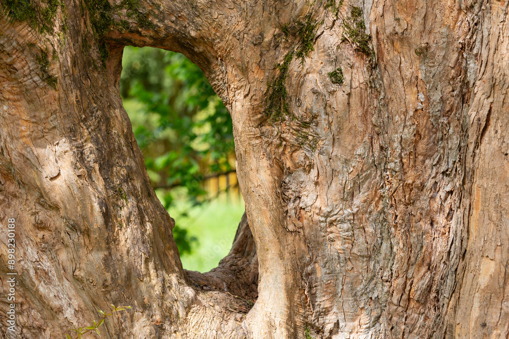 hollow in the trunk of an old tree. An open hollow through which the garden is visible in a blurred background. A window into the world of nature hollow in the trunk of an old tree. An open hollow through which the garden is visible in a blurred background. A window into the world of nature