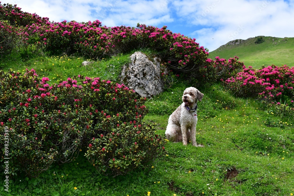Ein Lagotto Romagnolo Hund auf der Seiseralm in Südtirol