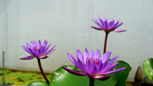 Focus at the forground of purple lotus.