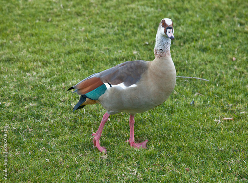 Colorful Egyptian goose in a garden photo