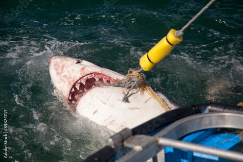 White shark biting the bait during a shark cage diving in South Africa