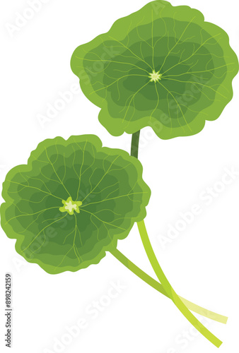 Centella Asiatica or Gotu Kola Leaves Illustration