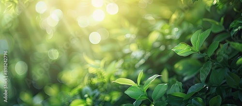 Blurred background of lush greenery in summer perfect for copy space image
