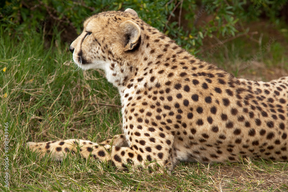 Resting cheetah Resting cheetah