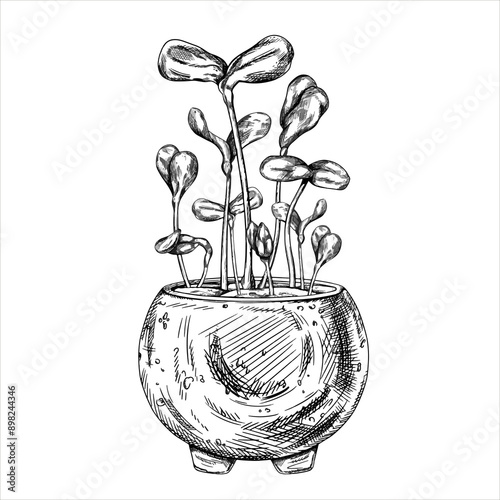 Vector illustration of Young green sprouting bean sprouts from pea seeds on isolated background. A plant in pot. Organic micro-greens for healthy food, dishes, salads. Linear black drawing