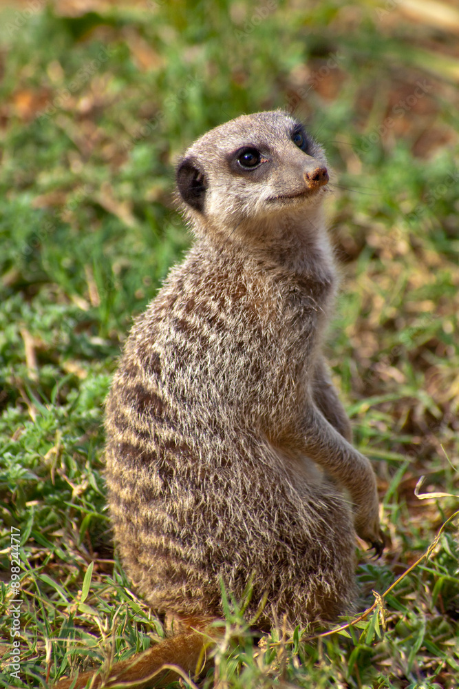 Fototapeta premium Standing meerkat