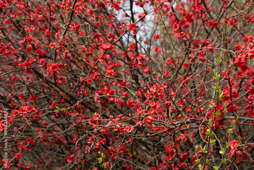 Red flowers of Chaenomeles x superba Grenade on a branch in the garden, selective focus. Beautiful spring-summer background with red flowers Red flowers of Chaenomeles x superba Grenade on a branch in the garden, selective focus. Beautiful spring-summer background with red flowers