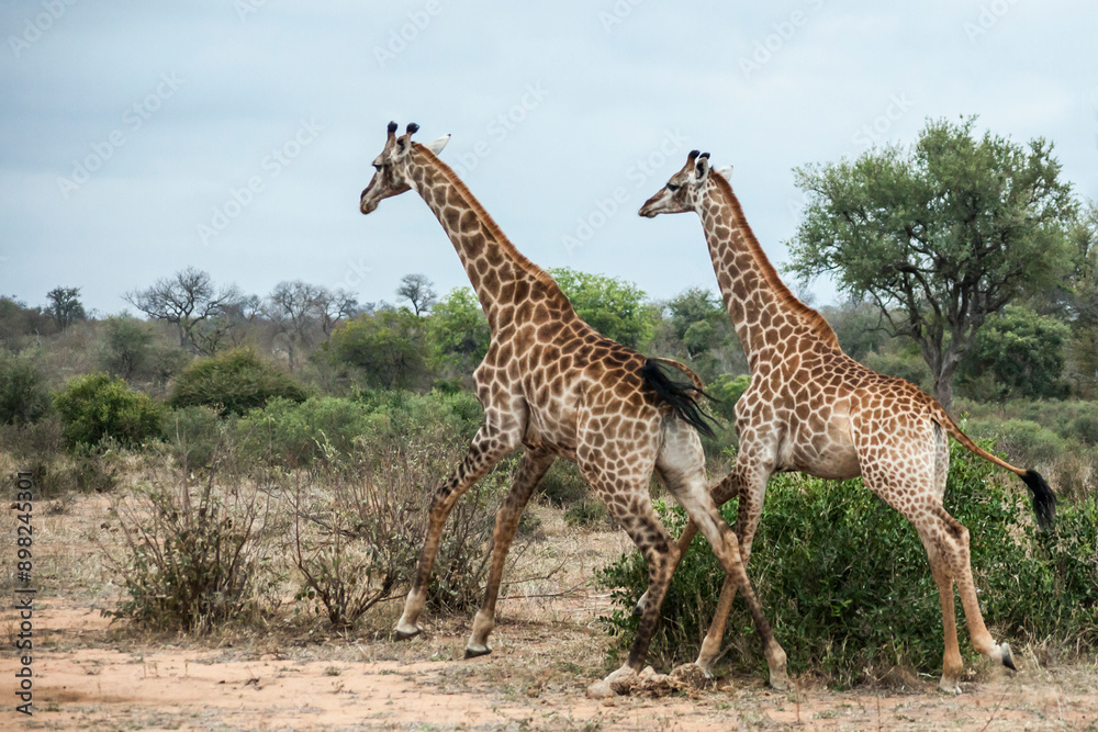 Two giraffes running through the savannah in Kruger National Park, South Africa