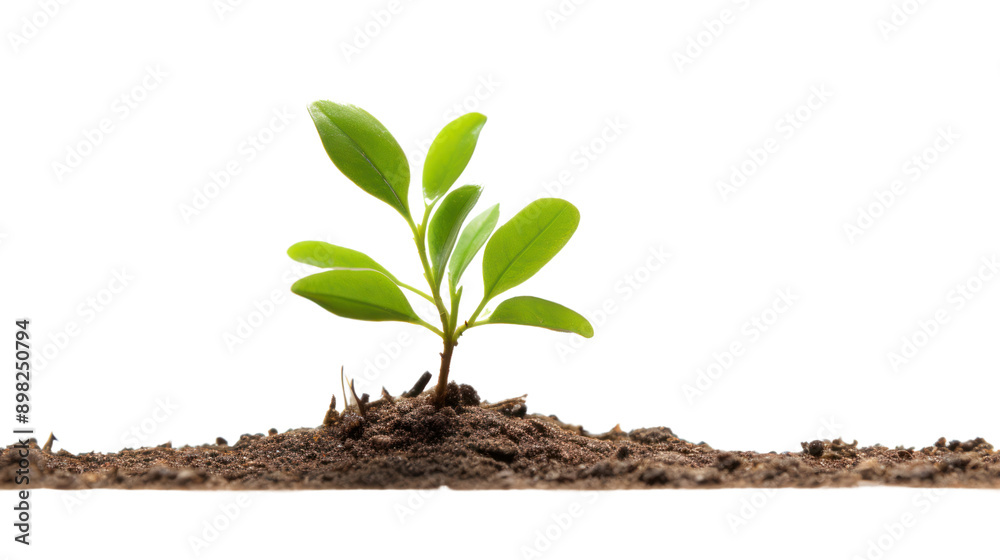 Young tree on the ground isolated on white background Young tree on the ground isolated on white background