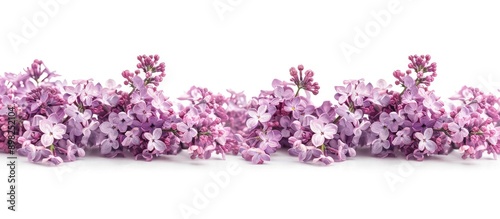 A border of blooming lilac flowers set against a white background ideal for copy space image