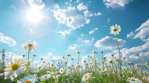 White Daisies in a Field Under a Blue Sky.