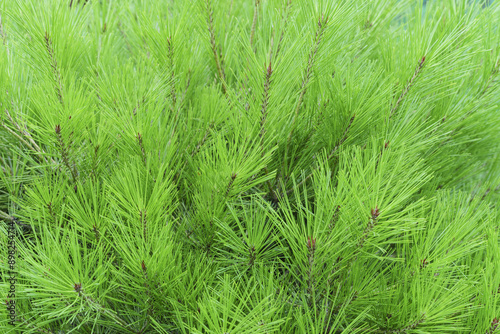 Close-up and summer view of a pine tree with green pine needles and stems, South Korea 