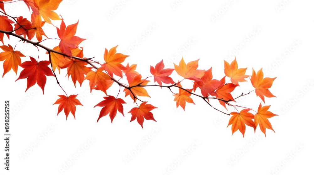 Orange leaves with autumn leaves isolated on white background. Orange leaves with autumn leaves isolated on white background.