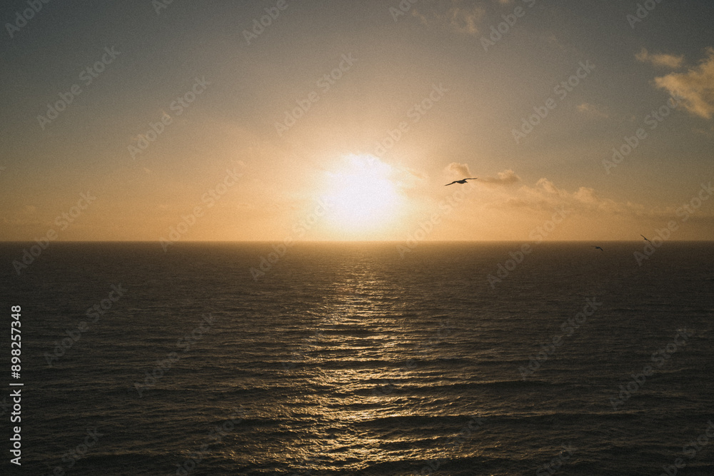 Seagull Soaring into Golden Sunset over Helgoland Seagull Soaring into Golden Sunset over Helgoland