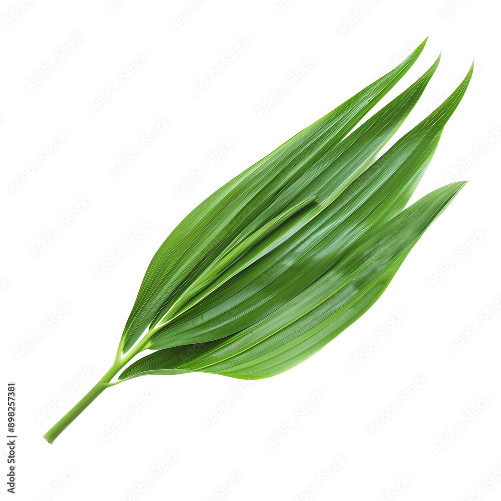 A pandan leaf, tropical herb element A pandan leaf, tropical herb element