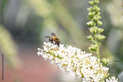 Biene auf dem Sommerflieder