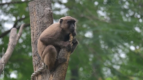 sulawesi monkey footage from indonesia