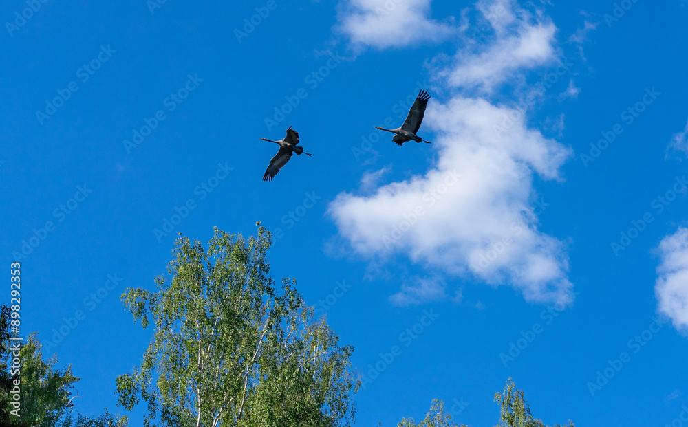 Flying crane birds against the blue sky. Warmia and Masuria region. Flying crane birds against the blue sky. Warmia and Masuria region.