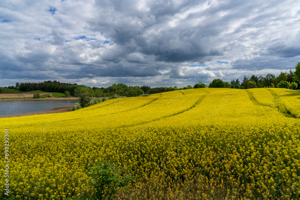 Field yellow rapeseed (Brassica napus). Warmia and Masuria region. Field yellow rapeseed (Brassica napus). Warmia and Masuria region.