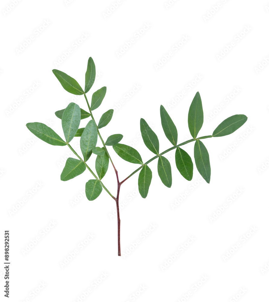 A small branch of Pistacia lentiscus. A small branch of Pistacia lentiscus.