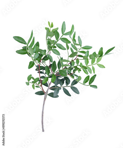 Branch of Pistacia lentiscus.