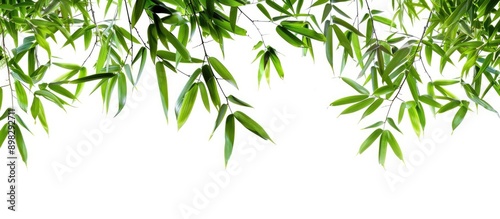 Bamboo leaves isolated on a white background suitable as a border or frame for a natural concept copy space image