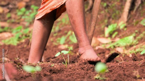 lady collecting waste plants from ground closeup shot photo