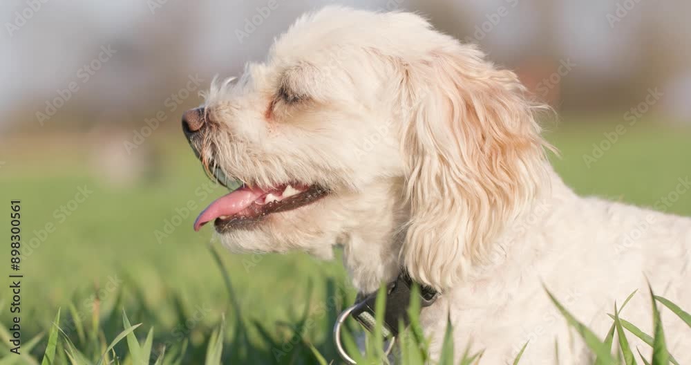 Profile Portrait of a Fluffy Puppy in Nature. Profile Portrait of a Fluffy Puppy in Nature.