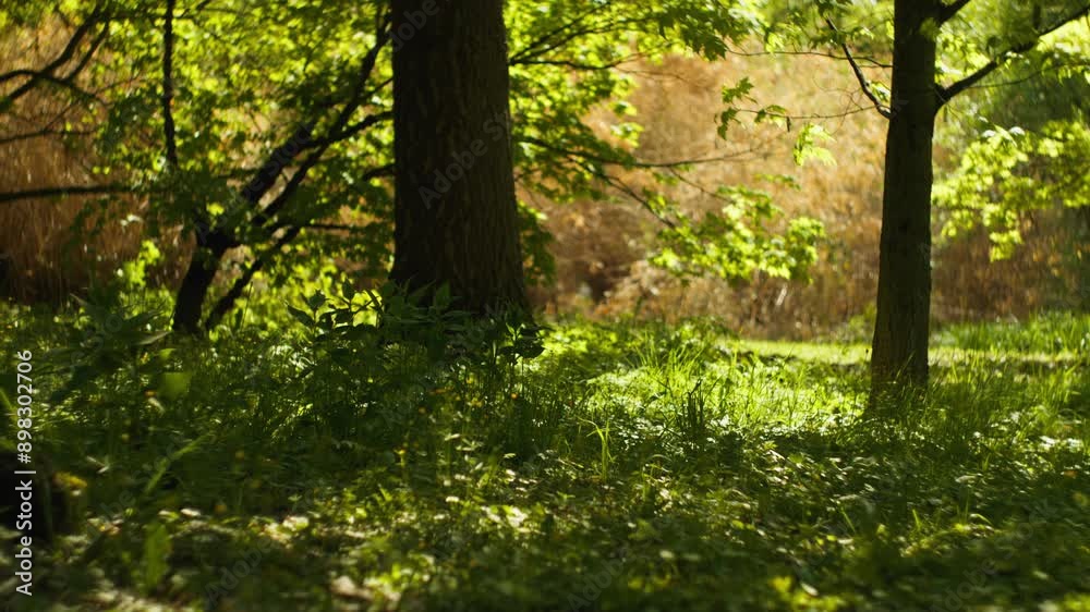 Serene forest, calm, peaceful, warm zoom in Serene forest, calm, peaceful, warm zoom in