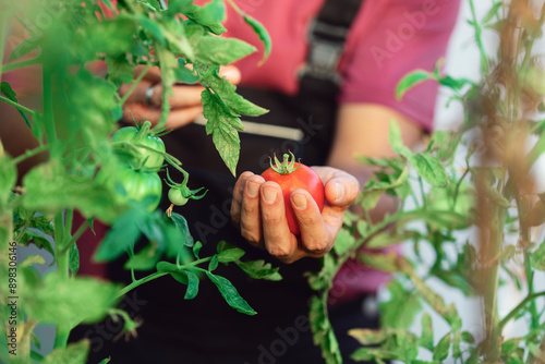 Farmer working in a small greeenhouse tomato garden. photo