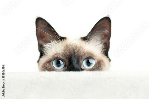 Curious cat with blue eyes