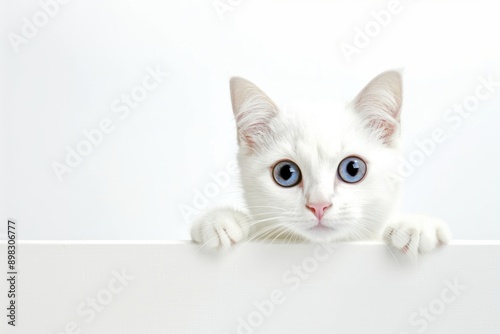 Adorable white kitten with blue eyes