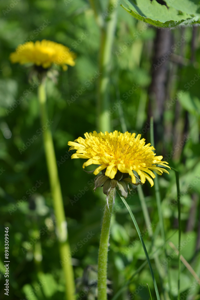 Beautiful bright and lovely wildflowers, green plants in summer. Fluffy yellow dandelions growing on a green lawn. Beautiful bright and lovely wildflowers, green plants in summer. Fluffy yellow dandelions growing on a green lawn.
