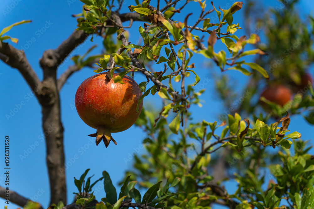 Close-up of beautiful ripe pomegranates on a tree against a blue sky on a sunny day. Close-up of beautiful ripe pomegranates on a tree against a blue sky on a sunny day.