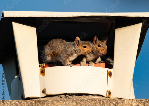 Two squirrel in a nest made in an abandonned chimney