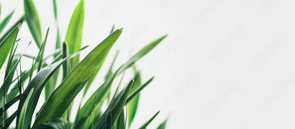 Close up of isolated grass leaves on a white background with copy space image Close up of isolated grass leaves on a white background with copy space image